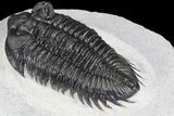 Coltraneia Trilobite Fossil - Huge Faceted Eyes #86006-3